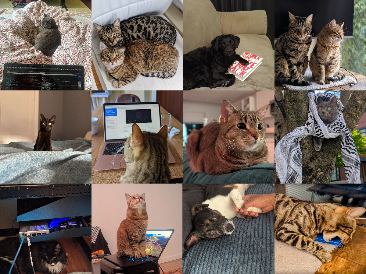photo collage of cats